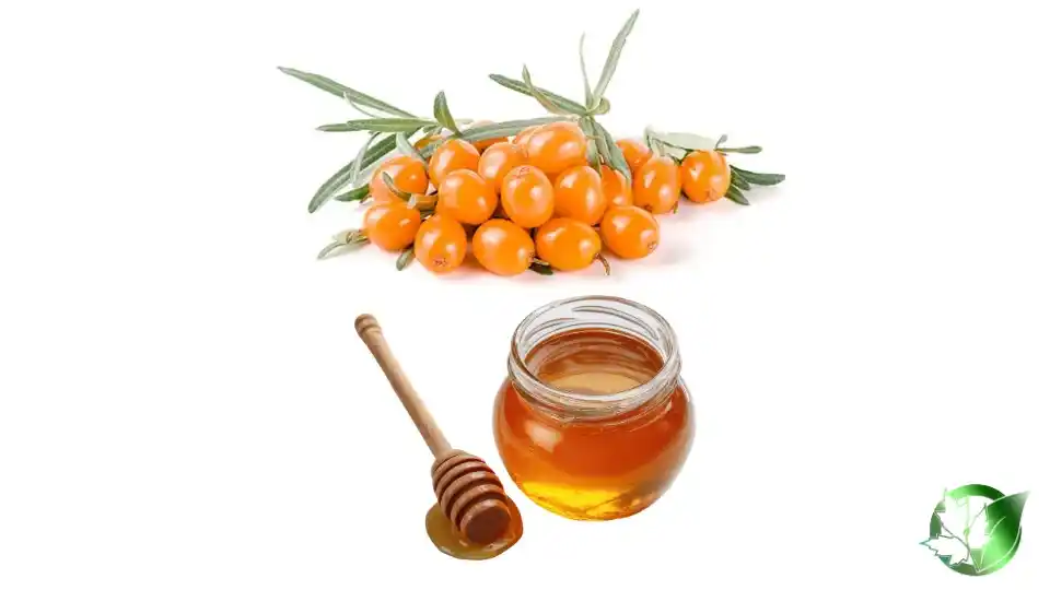 Bulk Sidr Honey | Suppliers | Wholesale | ParsaFood Global